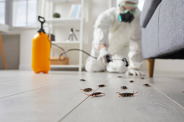 Post-Treatment Bed Bug Interceptor Monitoring in Martinsville